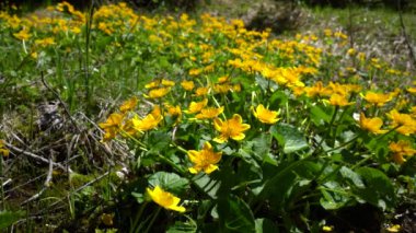 Kingcup veya Marsh Marigold doğal ortamda (Caltha palustris)