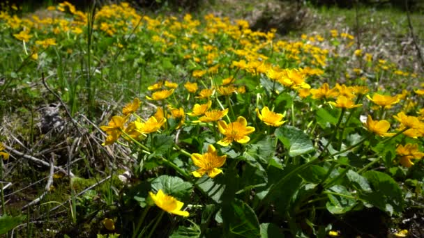 Kingcup Marsh Marigold Natural Ambient Caltha Palustris — Stock Video