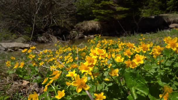 Kingcup Marsh Marigold Ambiente Natural Caltha Palustris — Vídeos de Stock