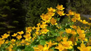Kingcup veya Marsh Marigold doğal ortamda (Caltha palustris)