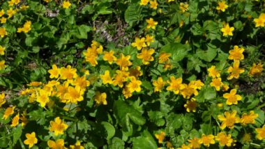 Kingcup veya Marsh Marigold doğal ortamda (Caltha palustris)