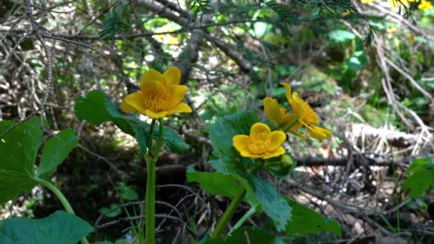 Kingcup Lub Marsh Marigold Naturalnym Otoczeniu Caltha Palustris — Wideo stockowe