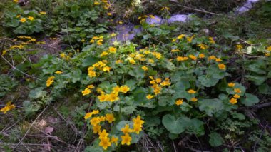 Kingcup veya Marsh Marigold doğal ortamda (Caltha palustris)