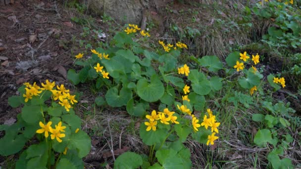 在自然环境中的金杯或沼泽沼泽 Caltha Palustris — 图库视频影像