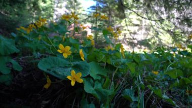 Kingcup veya Marsh Marigold doğal ortamda (Caltha palustris)