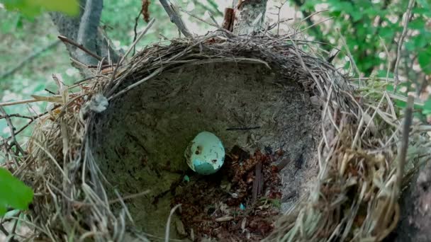 Εγκαταλελειμμένη Mistle Thrush Φωλιά Ένα Σπασμένο Αυγό Turdus Viscivitorus — Αρχείο Βίντεο