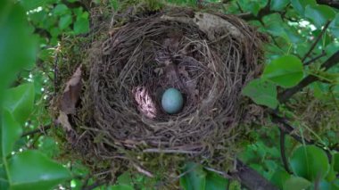 Yumurtalı Blackbird Yuvası (Turdus merula)