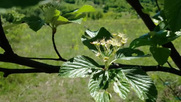 Voltooiing Van Bloeiende Whitebeam Voorjaar Sorbus Aria — Stockvideo