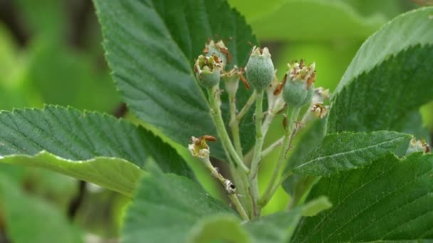 Conjunto Frutas Viga Blanca Sorbus Aria — Vídeo de stock