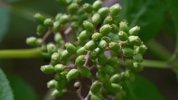 Σετ Κόκκινων Φρούτων Μούρα Sambucus Racemosa — Αρχείο Βίντεο