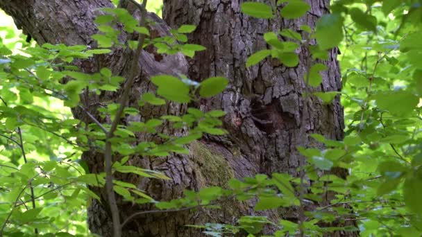 Enxame Abelhas Uma Árvore Velha — Vídeo de Stock