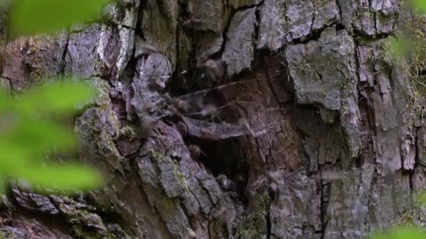 Enjambre Abejas Árbol Viejo — Vídeos de Stock