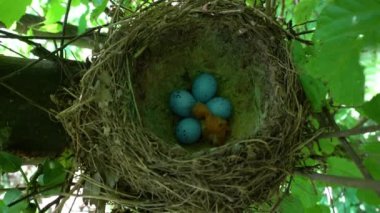 Yumurta ve civcivli Mistle Thrush yuvası (Turdus viscivorus)