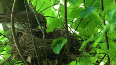 Yuva üzerinde Mistle Thrush, yumurta ve civciv (Turdus viscivorus)