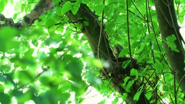 Mistle Thrush Fészekben Ellenőrzés Figyelés Turdus Viscivorus — Stock videók