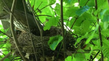 Yuvayı inceleyen ve terk eden Mistle Thrush (Turdus viscivorus)