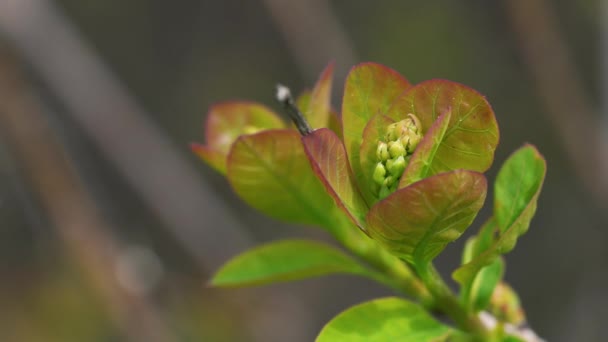 Drzewo Dymne Kwitnące Nasłuchujące Wiosną Cotinus Coggygria — Wideo stockowe