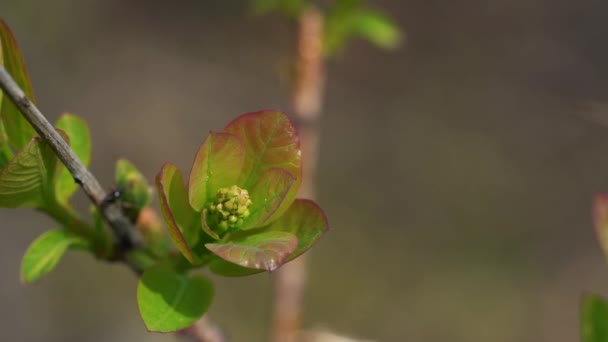 春天的烟熏树开花和倾听 Cotinus Coggygria — 图库视频影像