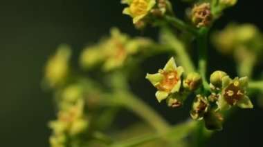 Çiçek açan duman ağacı (Cotinus coggygria)