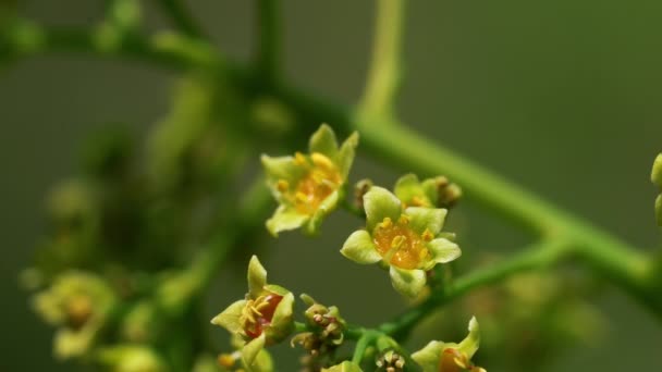 Rauchbaum Blüht Frühling Cotinus Coggygria — Stockvideo