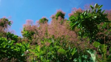 İlkbaharda tütsü ağacı meyvesi seti (Cotinus coggygria)