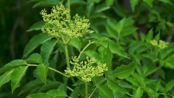 Blommande Svart Fläder Våren Sambucus Nigra — Stockvideo