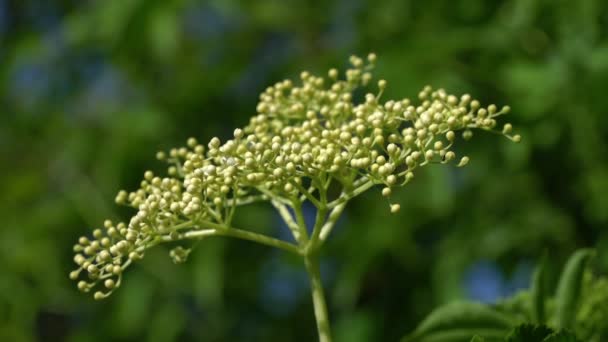 Fioritura Sambuco Nero Primavera Sambucus Nigra — Video Stock