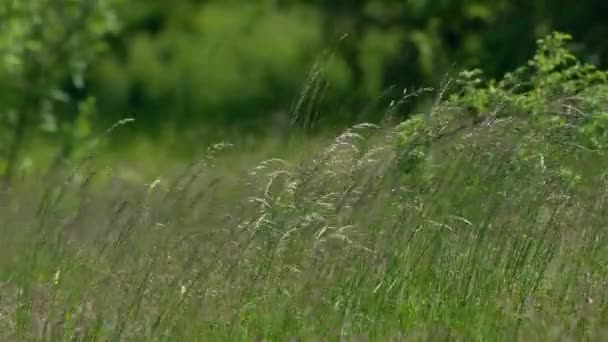 Splendor Grass Wind — Stock Video