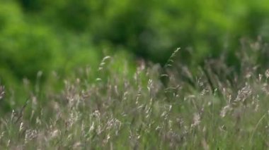 Rüzgarda Çimenlikteki Görkemli