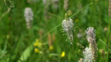 Ribwort Plantainin hafif esinti (bitkisel lanceolata)