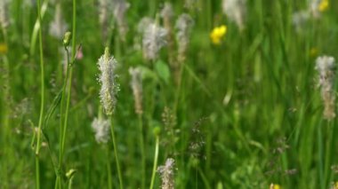 Ribwort Plantainin hafif esinti (bitkisel lanceolata)