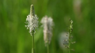 Ribwort Plantainin hafif esinti (bitkisel lanceolata)