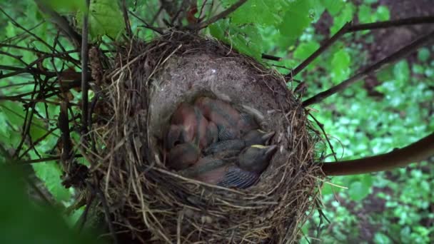 Mistle Thrush Nest Met Kuikens Turdus Viscivorus — Stockvideo