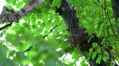 Mistle Thrush yavrularla yuvaya girer (Turdus viscivorus)