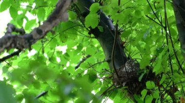 Mistle Thrush tavuklarla bir yuvada yatıyor (Turdus viscivorus)