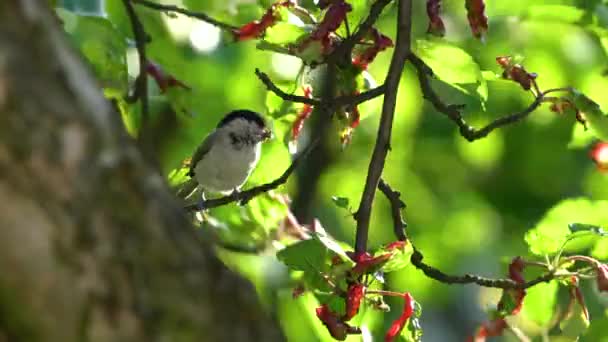 Willow Tit Brings Food Chickens Poecile Montanus — Stockvideo