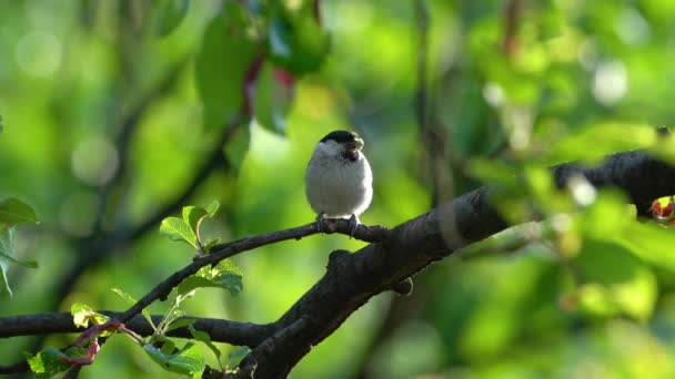 Willow Tit Brings Food Chickens Poecile Montanus — Αρχείο Βίντεο