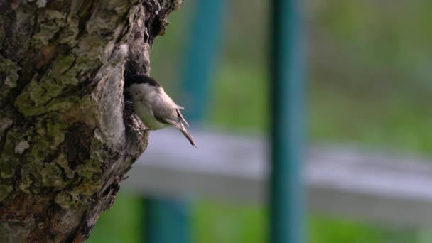 Willow Tit Brings Food Chickens Nest Poecile Montanus — Αρχείο Βίντεο