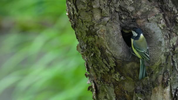 Great Tit Parus Major Explores Nest Willow Tit Poecile Montanus — Stock videók