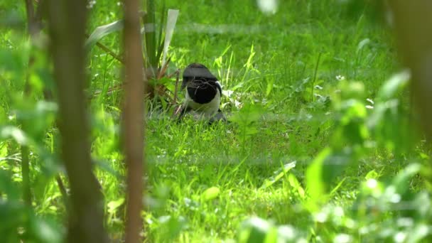 Eurasian Magpie Raccoglie Fili Naturali Nido — Video Stock