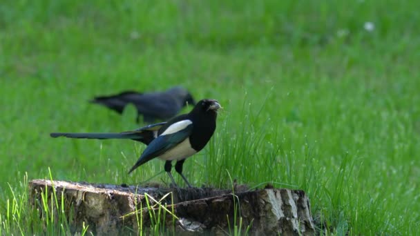 Eurasian Magpie Collects Natural Threads Nest — Stock Video