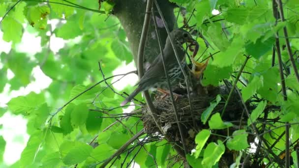 Mistle Thrush Feeds Chickens Nest Turdus Viscivorus — Stock Video