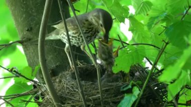 Mistle Thrush yuvadaki tavukları besler (Turdus viscivorus)