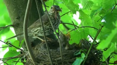 Mistle Thrush yuvadaki tavukları besler (Turdus viscivorus)