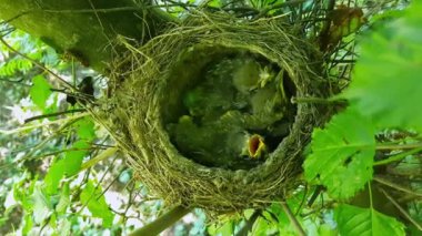 Yavrularla dolu Mistle Thrush yuvası (Turdus viscivorus)