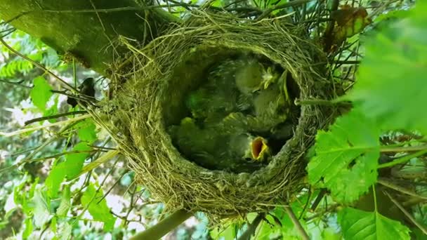 Молочниця Гніздо Пташенятами Turdus Viscivorus — стокове відео