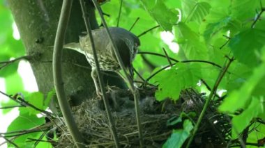 Mistle Thrush, Cloaca civcivinden sindirilmemiş yiyecek alır (Turdus viscivorus)