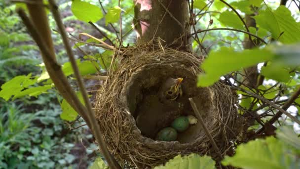 Mistle Thrush Nest Met Kuiken Eieren Turdus Viscivorus — Stockvideo