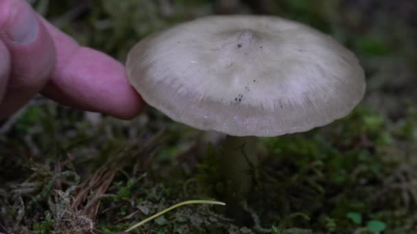 Fűzfa Pajzs Természetes Környezetben Pluetus Salicinus — Stock videók