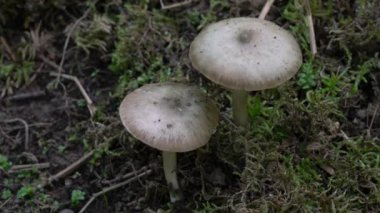 Doğal ortamdaki Willow Shield (Pluetus salicinus)